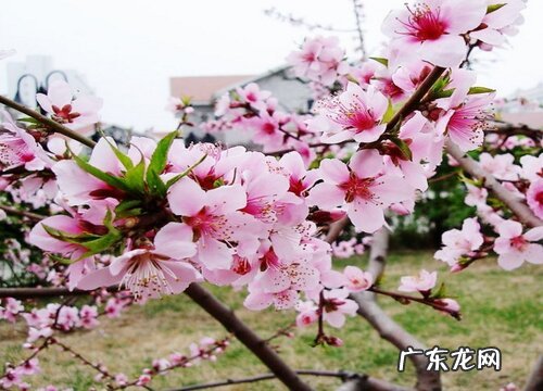 桃花是完全花吗