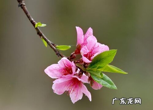 桃花是完全花吗