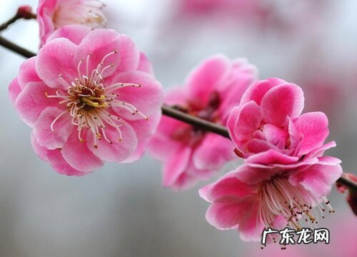 桃花是完全花吗