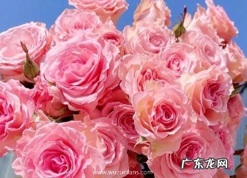 多头玫瑰怎么醒花