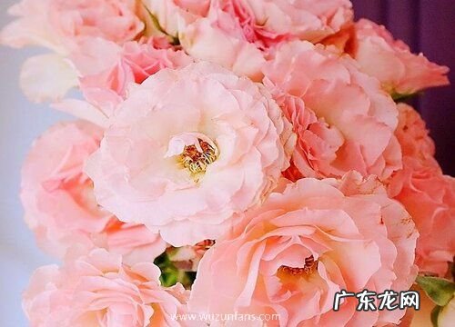 多头玫瑰怎么醒花