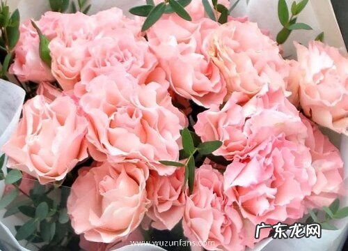 多头玫瑰怎么醒花