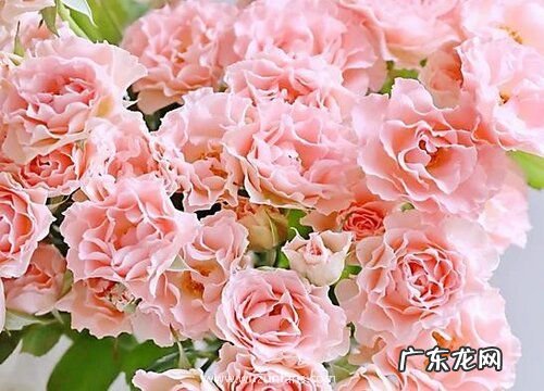 多头玫瑰怎么醒花