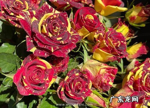 多头玫瑰怎么醒花