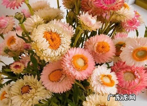 麦秆菊怎么醒花