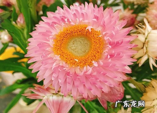 麦秆菊怎么醒花