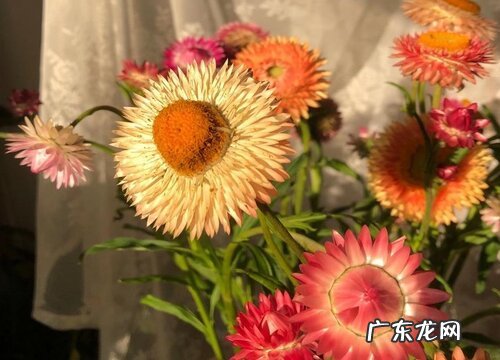 麦秆菊怎么醒花