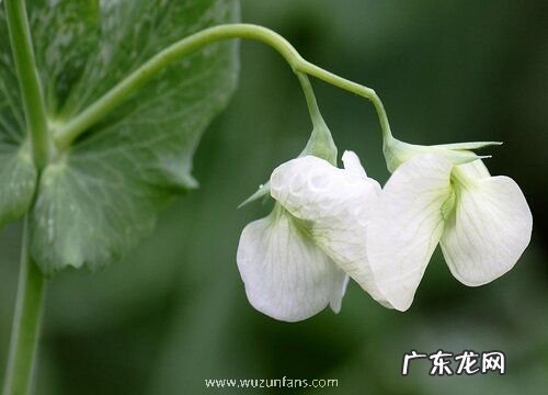豌豆花是完全花吗