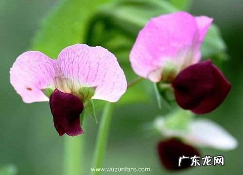 豌豆花是完全花吗