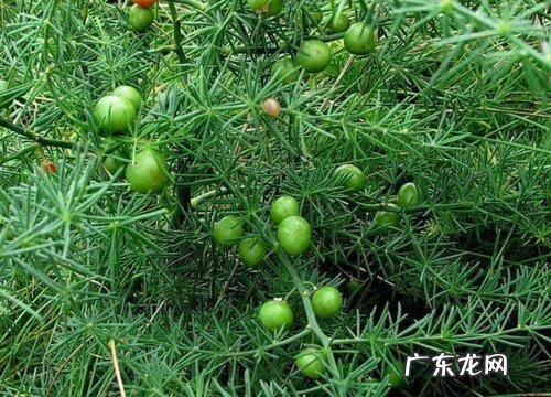 天门冬果实能吃吗