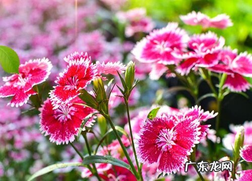石竹花是完全花吗