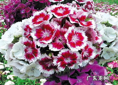 石竹花是完全花吗