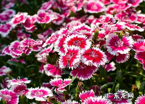石竹花是完全花吗