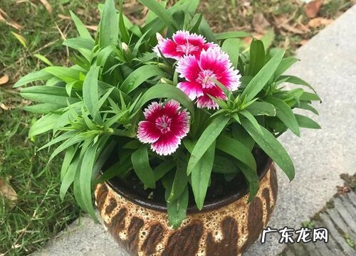 石竹花是完全花吗