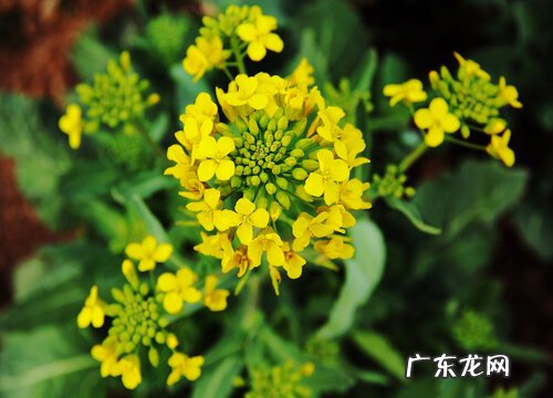 油菜花是完全花吗