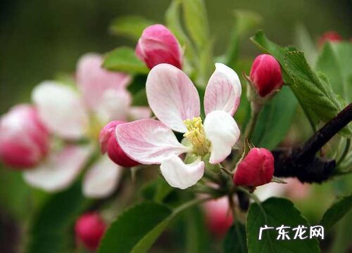 苹果花是完全花吗