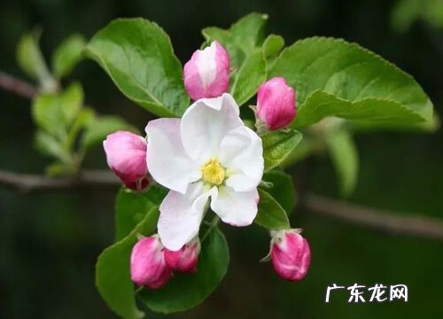 苹果花是完全花吗
