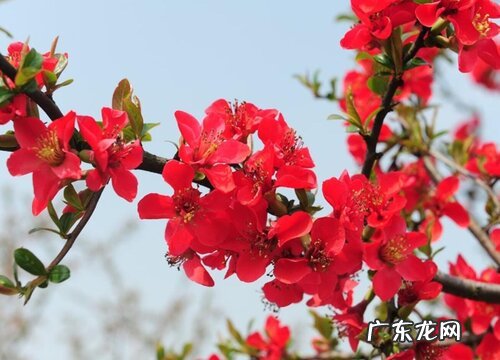 木瓜海棠怎么养殖方法