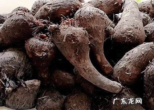 芋头可以放多久不坏