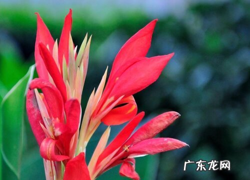 美人蕉是花吗