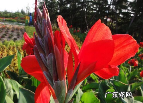美人蕉是花吗