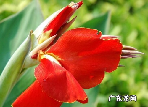 美人蕉是花吗