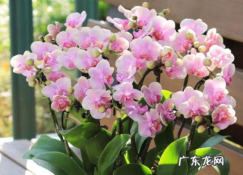 表示初恋的花 花语是初恋的花