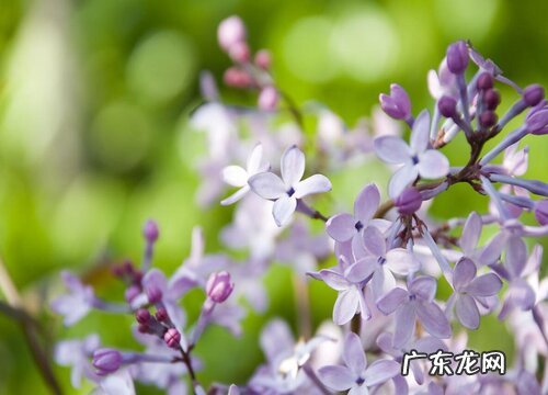 表示初恋的花 花语是初恋的花