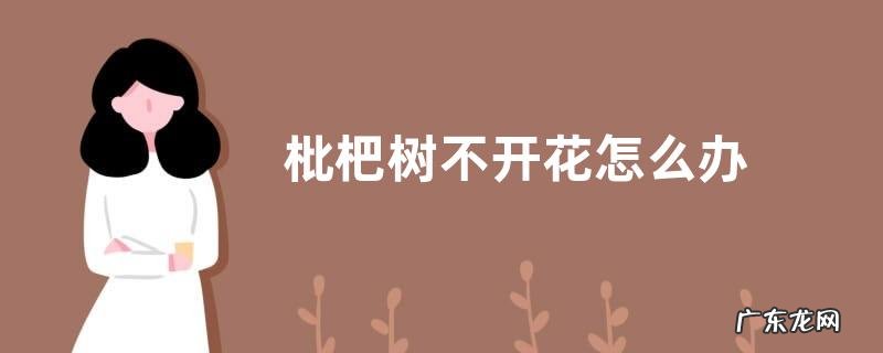 枇杷树不开花怎么办