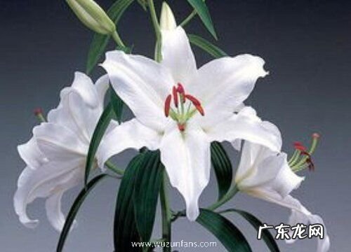 表示对不起的花 花语是对不起的花