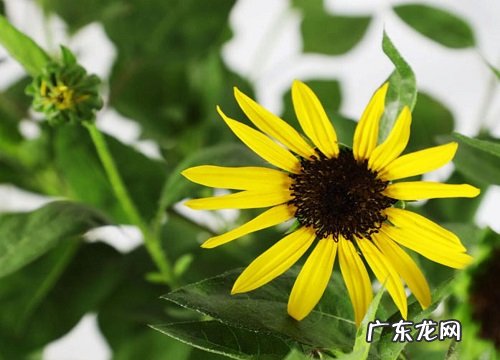 表示敬意的花 花语是敬意的花