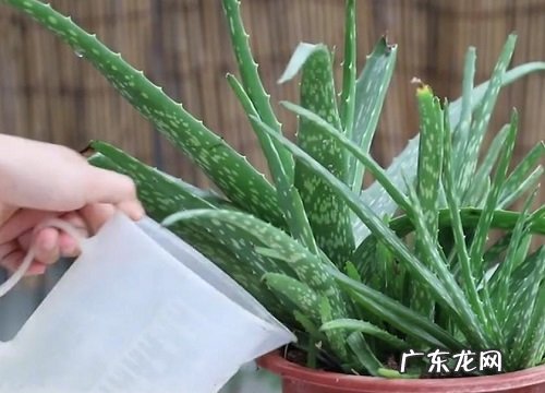 芦荟浇水的正确方法 浇水原则及注意事项