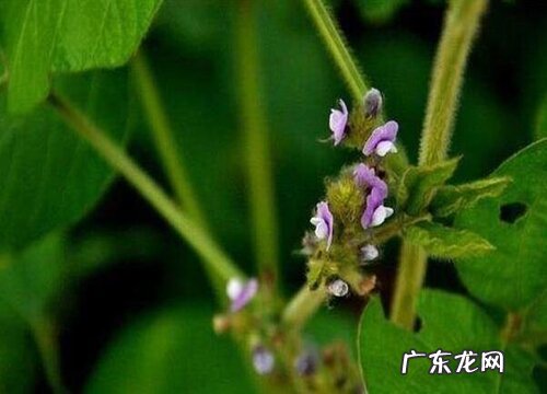 大豆生长环境条件及特点