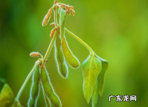 大豆生长环境条件及特点