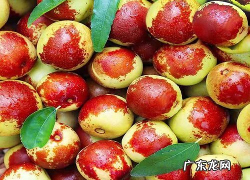 枣子可以放多久不坏