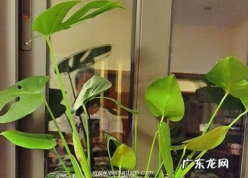 表示庆祝祝贺的花 花语是庆祝祝贺的花