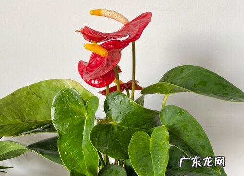红掌是花吗
