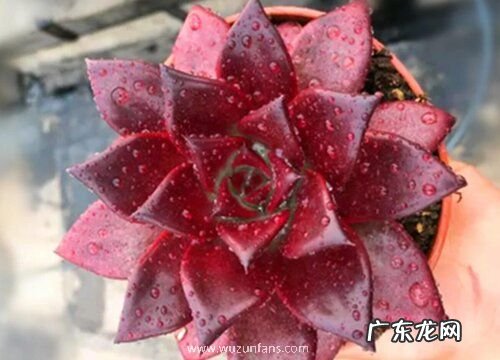 多肉罗宾好养吗 养殖方法和养护要点