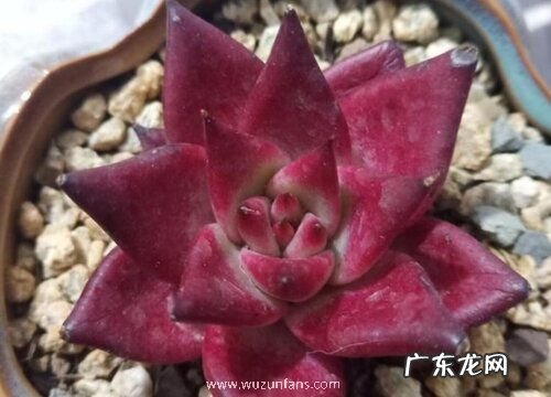 多肉罗宾好养吗 养殖方法和养护要点