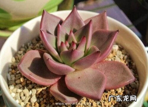 多肉罗宾好养吗 养殖方法和养护要点