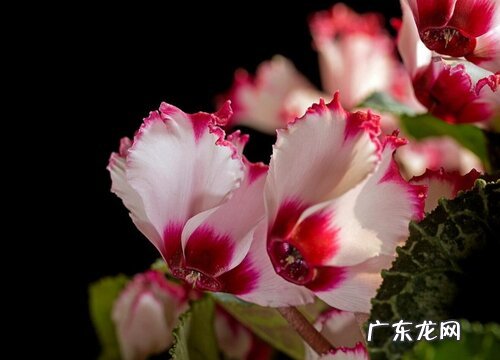 仙客来喜水吗 属于喜水植物吗