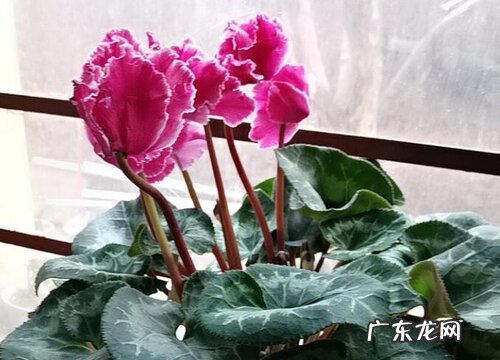 仙客来喜水吗 属于喜水植物吗