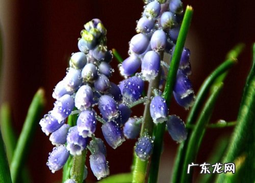 表示忧伤的花 花语是忧伤的花