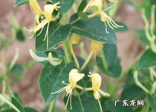 表示诚信的花 花语是诚信的花