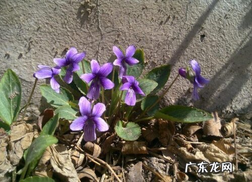 表示诚信的花 花语是诚信的花