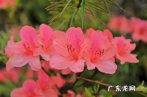 映山红老桩怎么养 养出造型