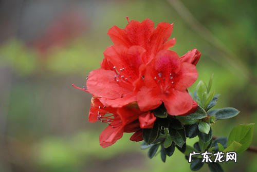 映山红老桩怎么养 养出造型