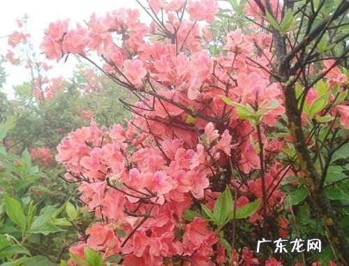 映山红老桩怎么养 养出造型