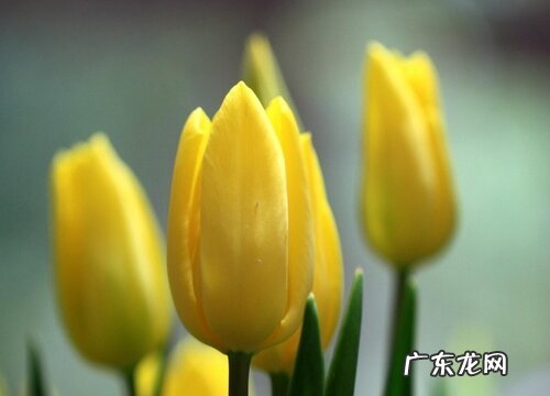 表示失望的花 花语是失望的花