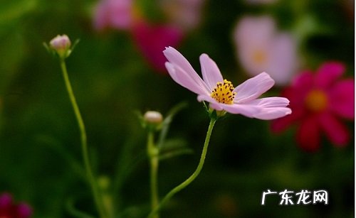 波斯菊多长时间开花 养多久开花一次